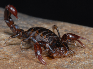 Small Australian Scorpion