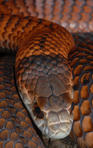 Red-Copperhead